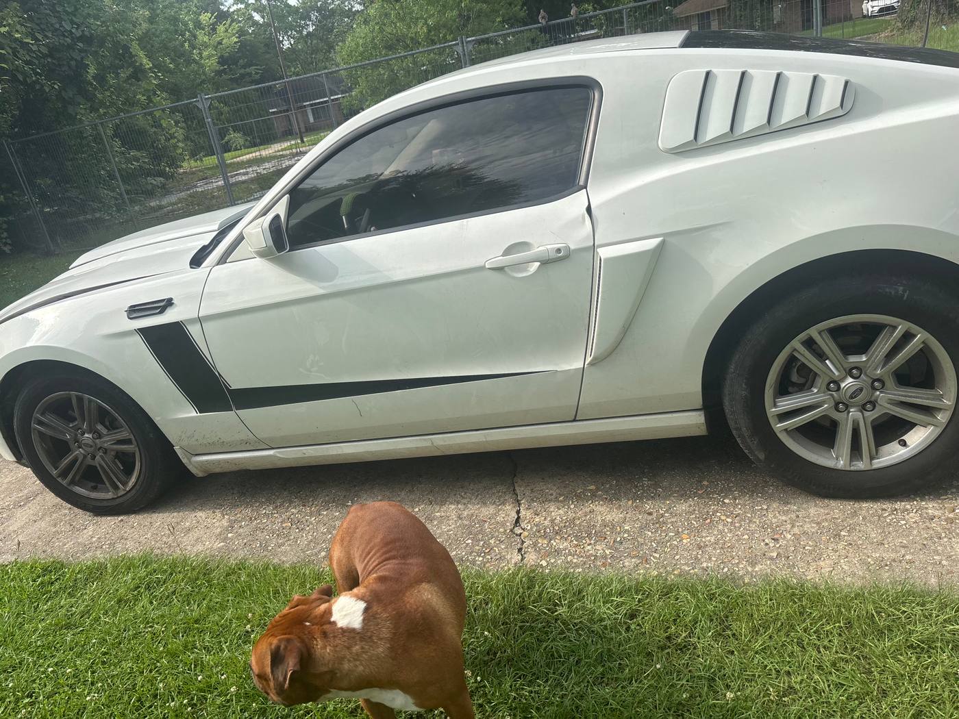 2011 Ford Mustang HO Coupe photo 1
